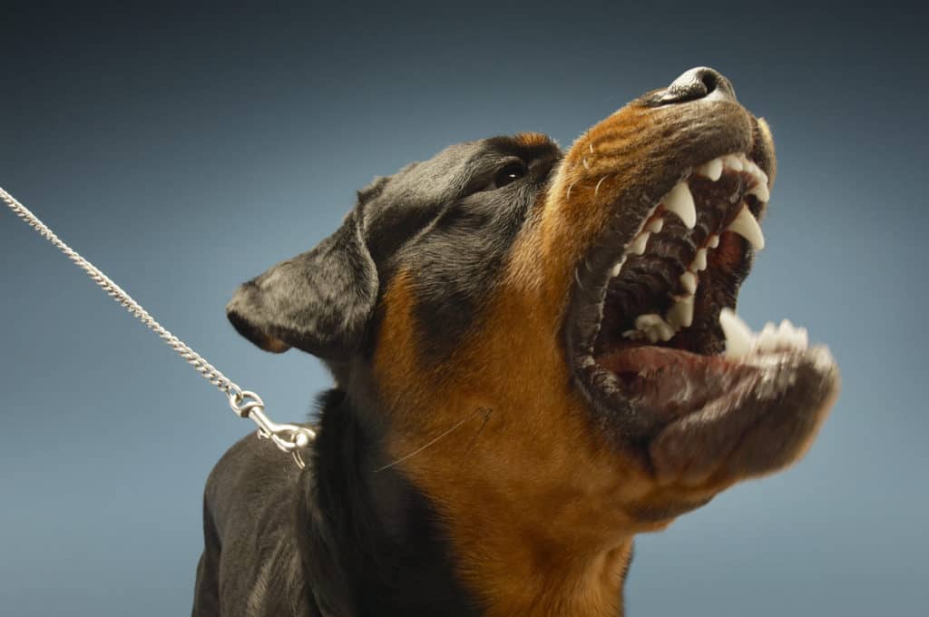 Karina Gonzalez and Miguel Gonzalez Attacked by 2 Rottweilers on Waite Drive [La Mesa, CA]